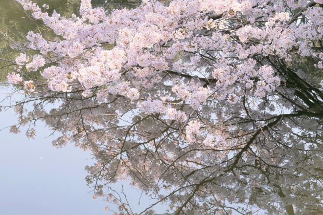 桜を二度楽しむ　P1144638.jpg
