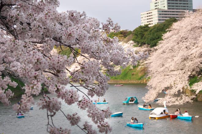 千鳥ヶ淵な桜　P1172787.jpg