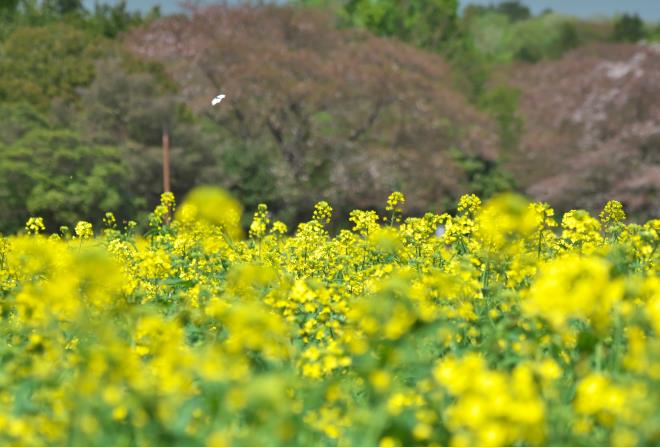 満開の菜の花　P1173174.jpg