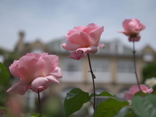 ピンクのバラに魅せられて　P1195895.jpg