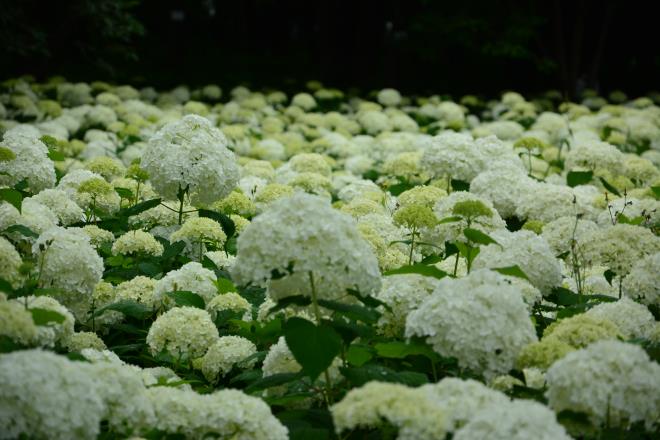 北公園のアナベル