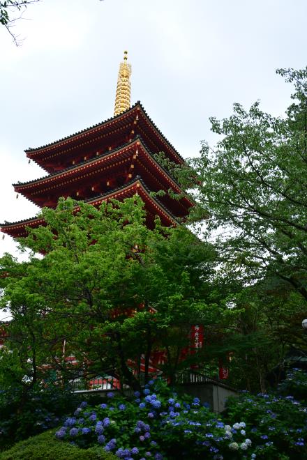 高幡不動の五重塔と紫陽花