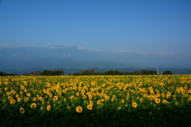朝陽が畑に届き始めました