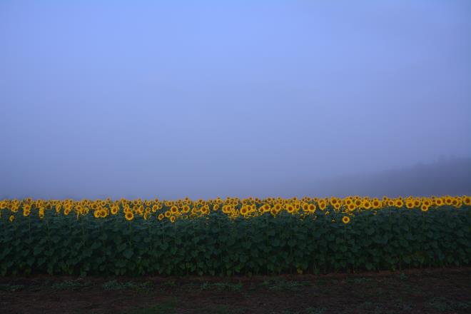 綺麗どころが勢ぞろい