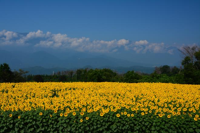 ひまわり迷路の畑