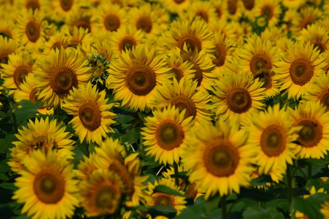 ワイワイガヤガヤ