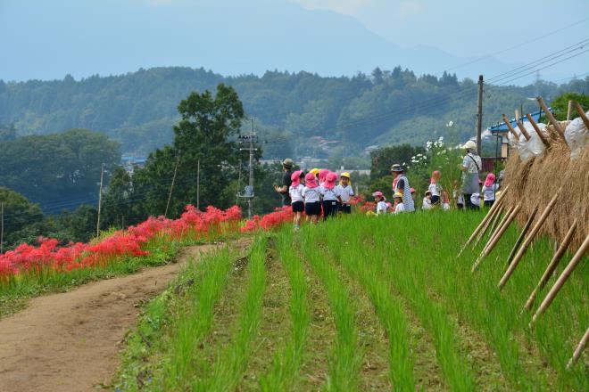 赤いお花が綺麗だねぇ