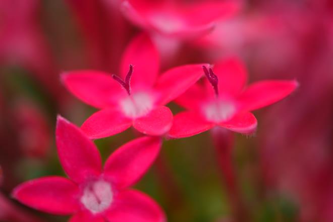 何の花？