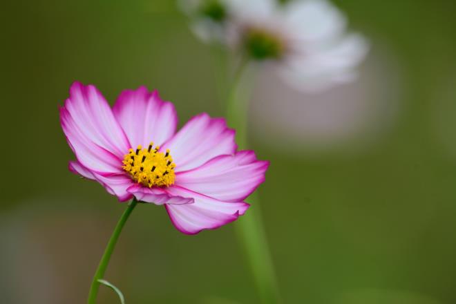 花の丘　ドワーフセンセーション