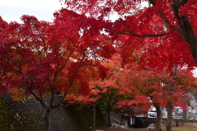 ふじさんミュージアムの紅葉