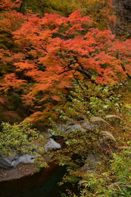 持桶女郎紅葉