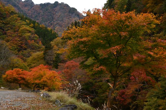 中津峡の紅葉