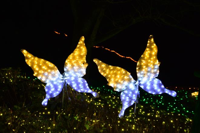 光の動物園