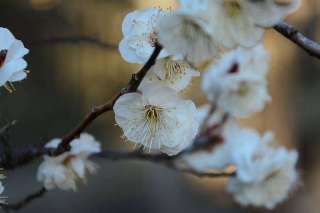 天満宮の梅
