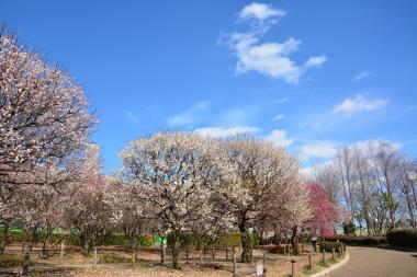 北公園の梅園