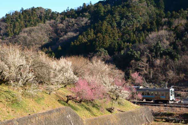 高尾の荒井梅林