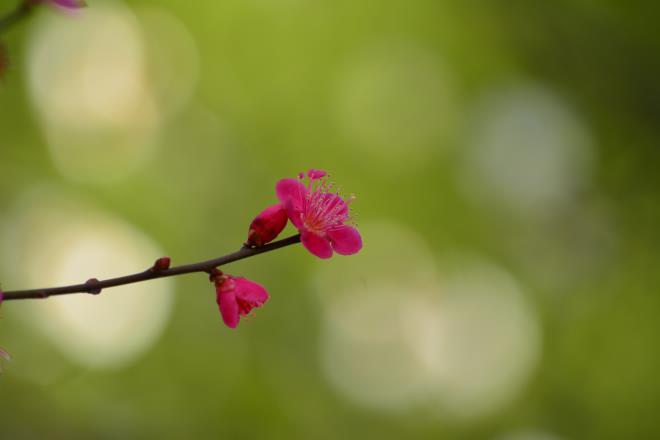 谷保天満宮