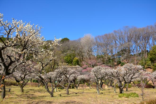 薬師池公園