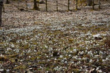 一面に咲く白い天使たち