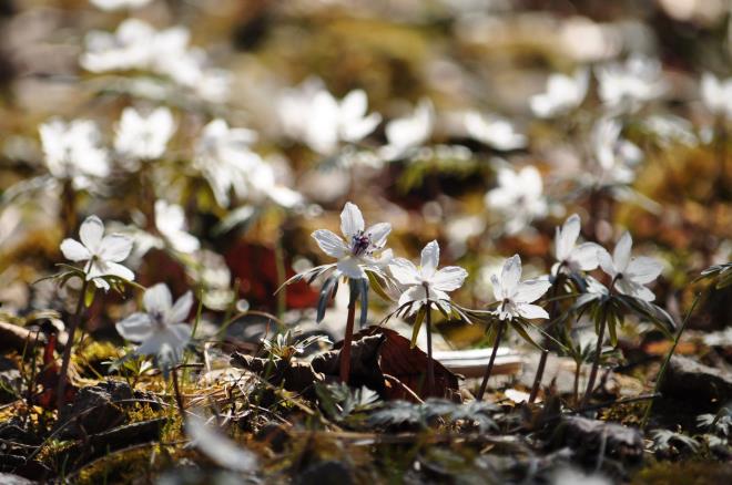 ダンシングフラワーズ