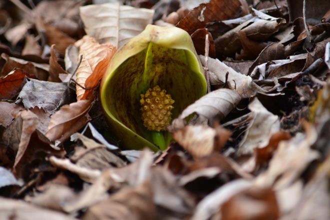 遠慮がちに・・・座禅草