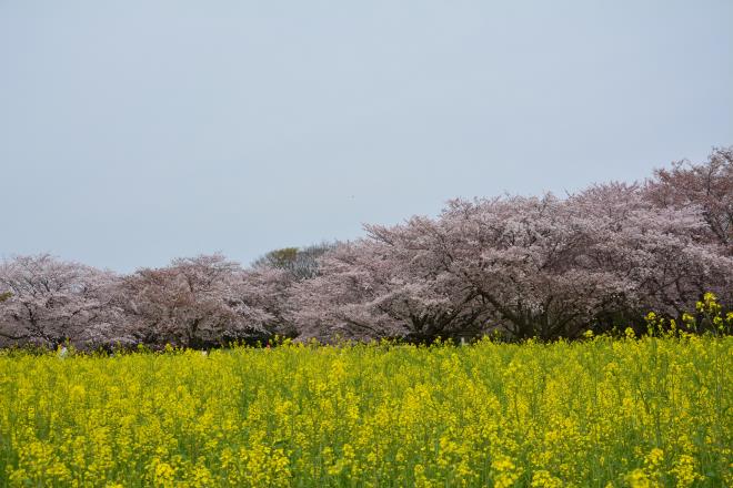 2016年4月10日　原っぱ東花畑の菜の花と桜の園