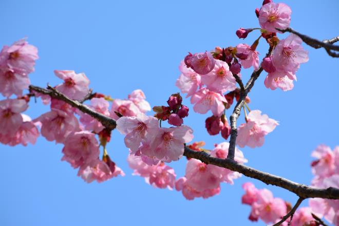 陽光桜