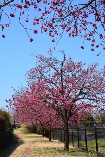 残堀川沿いの寒緋桜