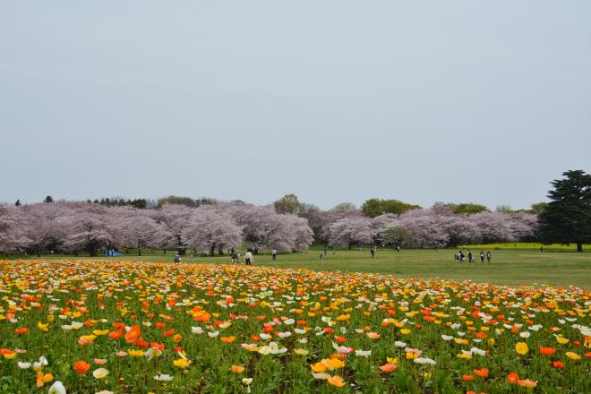 2016年4月10日　原っぱ西花畑のポピーと桜の園