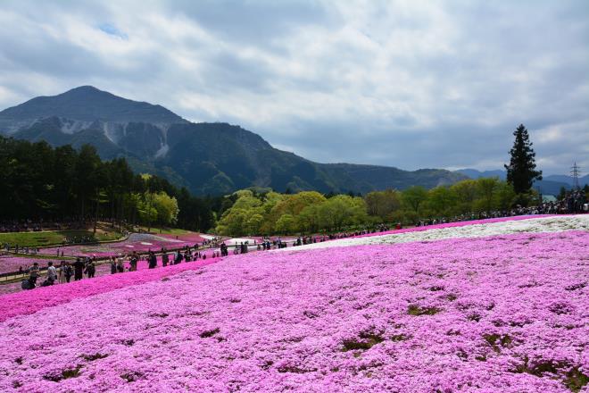 羊山公園の芝桜