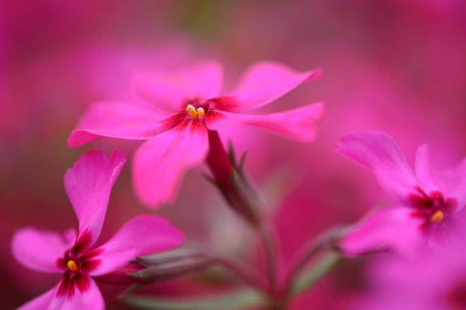 可憐な花々