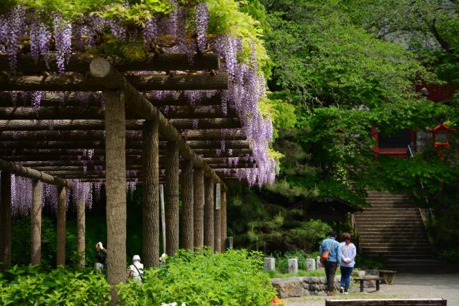 朝のお散歩