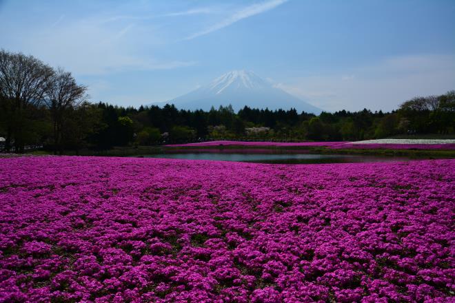 富士と芝桜