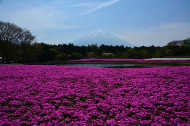 富士と芝桜