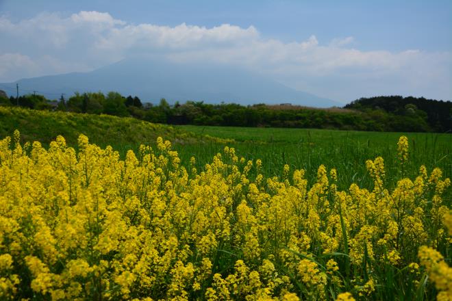 朝霧高原