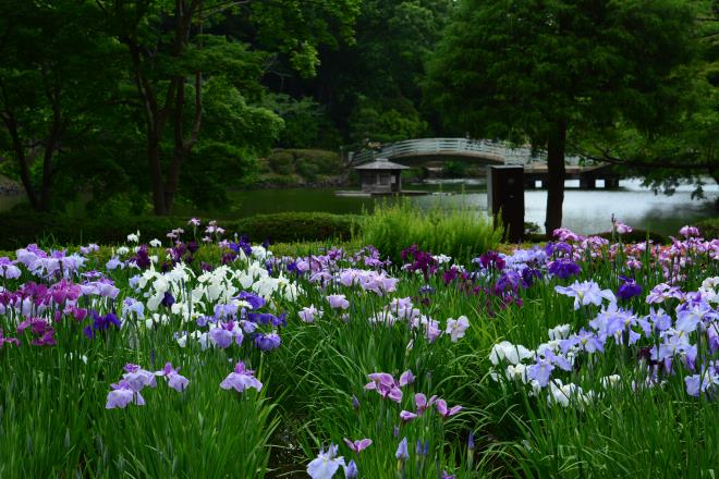 薬師池公園