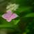 桃花やまあじさい