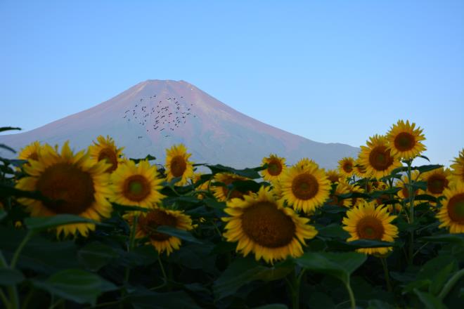 ヒマワリはまだ眠りの中
