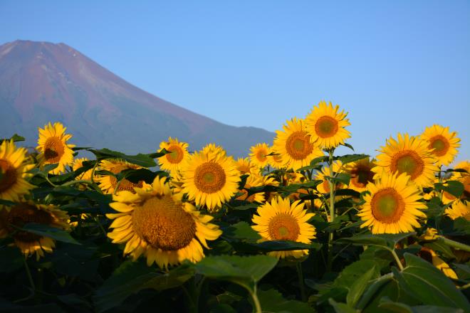 シャキッと背比べ