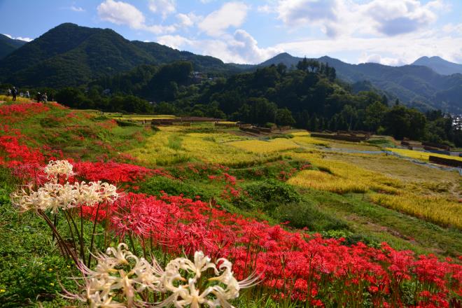棚田の彩り