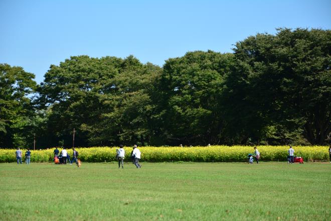 みんなの原っぱ　東の花畑