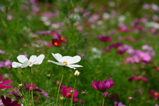 花の丘の秋桜（ドワーフセンセーション）