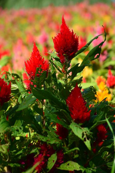 ケイトウの花畑