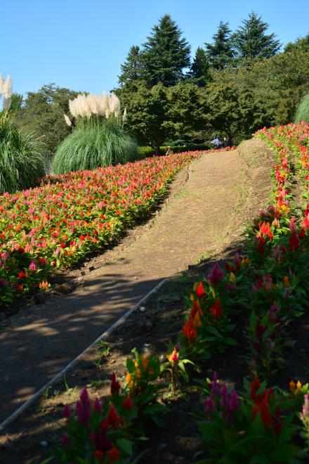 パンパスグラスとケイトウの花畑