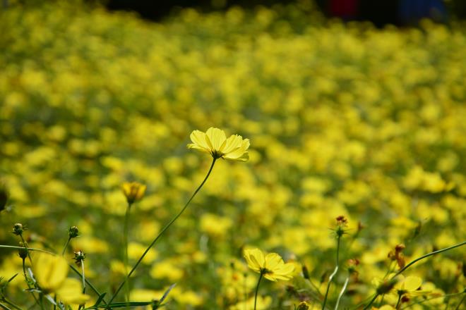 レモンブライト（キバナコスモス）