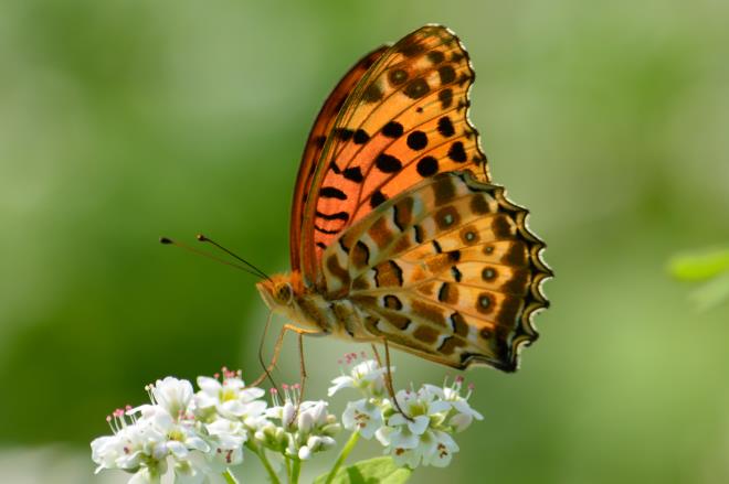 蕎麦の花に止まるツマグロヒョウモンの雌