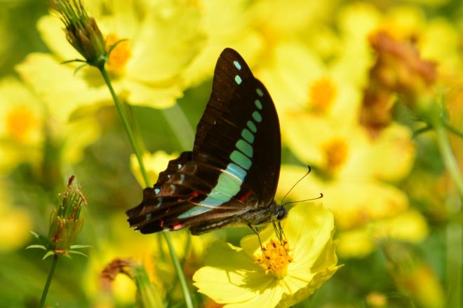 アオスジアゲハ