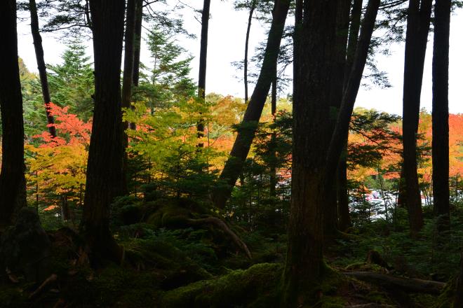 白駒池入口の紅葉を原生林から見る