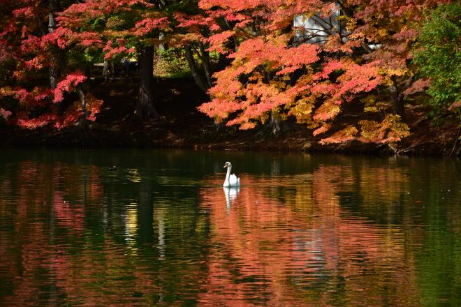紅葉を独り占め