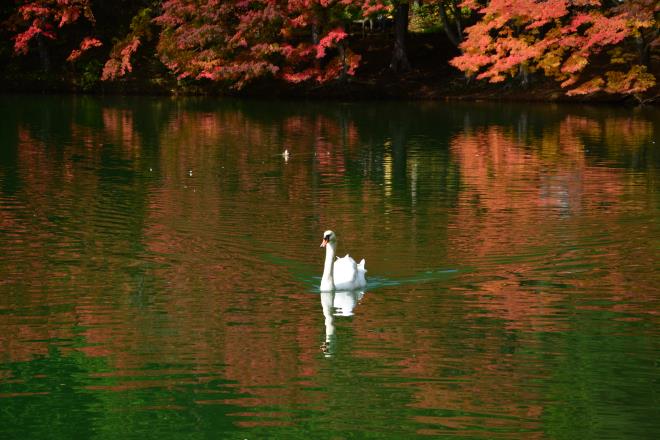 白鳥と紅葉（追加です）
